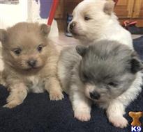 pomeranian puppy posted by Jessica reynolds